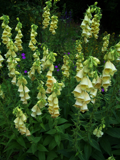 Large Yellow Foxglove